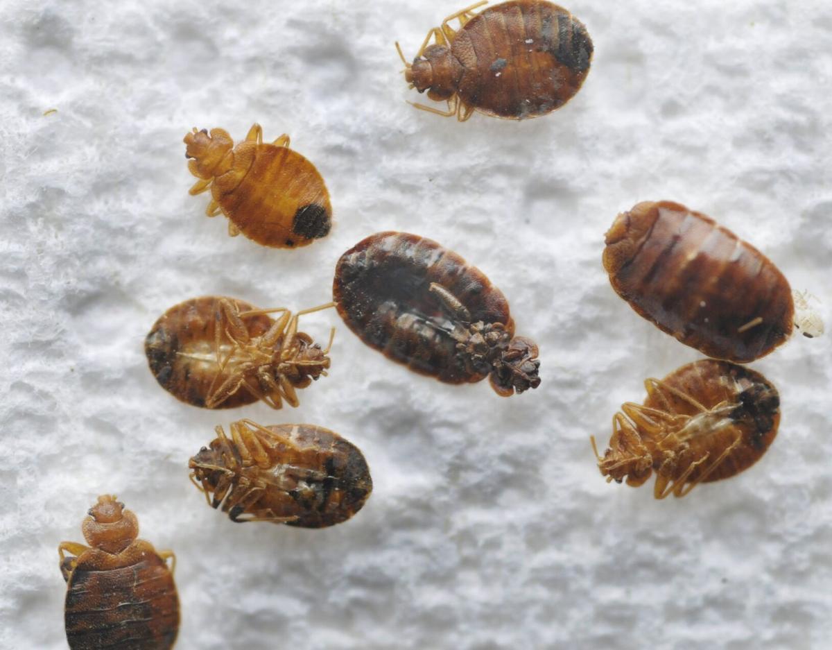 Orkin Canada releases list of most bed bug infested cities