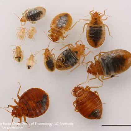 How to protect yourself from bed bugs at home and abroad - Vimarsana News