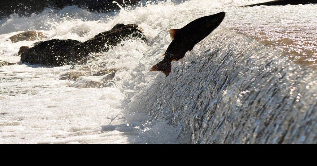 5 interesting facts about the annual salmon run in Mississauga