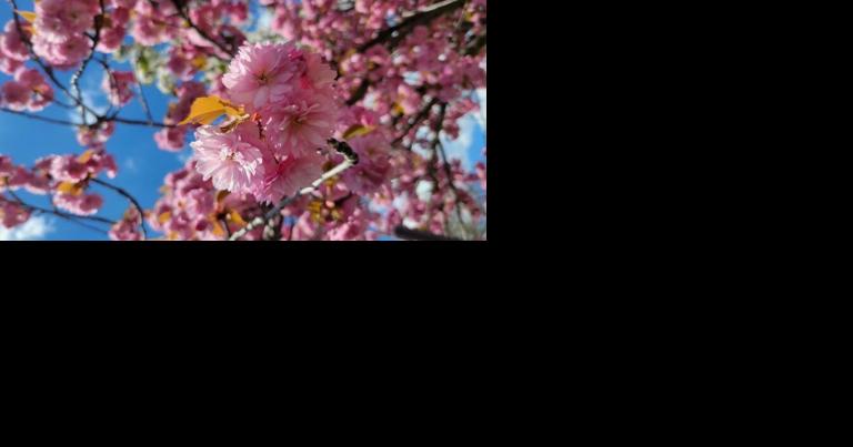 Where to see cherry blossoms, lilacs, hydrangeas in Mississauga - Vimarsana News
