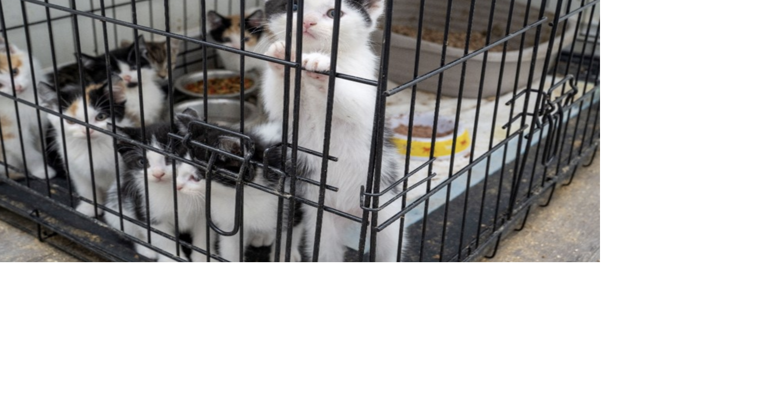Mississauga man charged with animal cruelty after cats saved