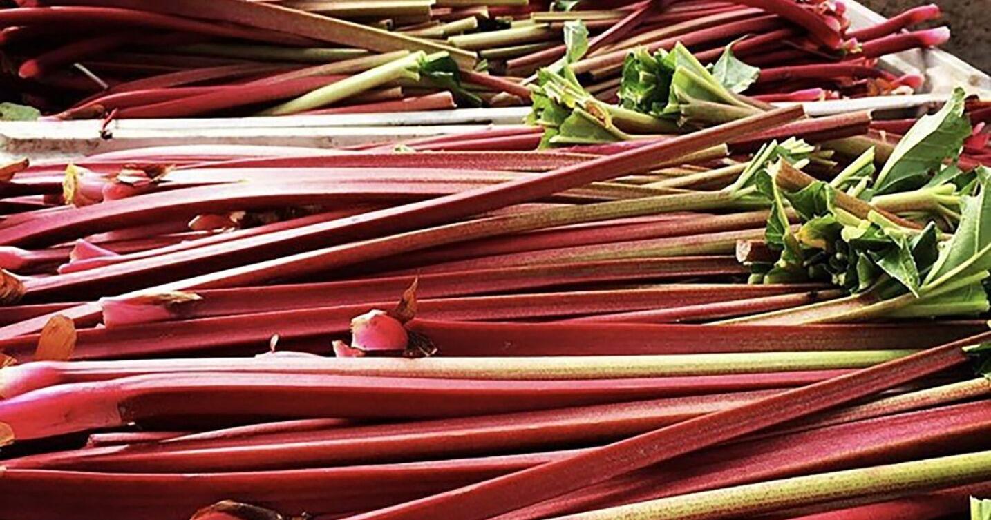 Here's a look at Ontario's 2024 rhubarb crop - Vimarsana News