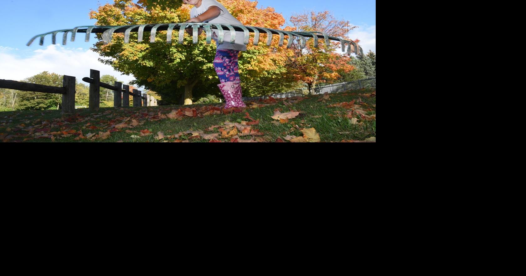 Peel weekly yard waste collection begins