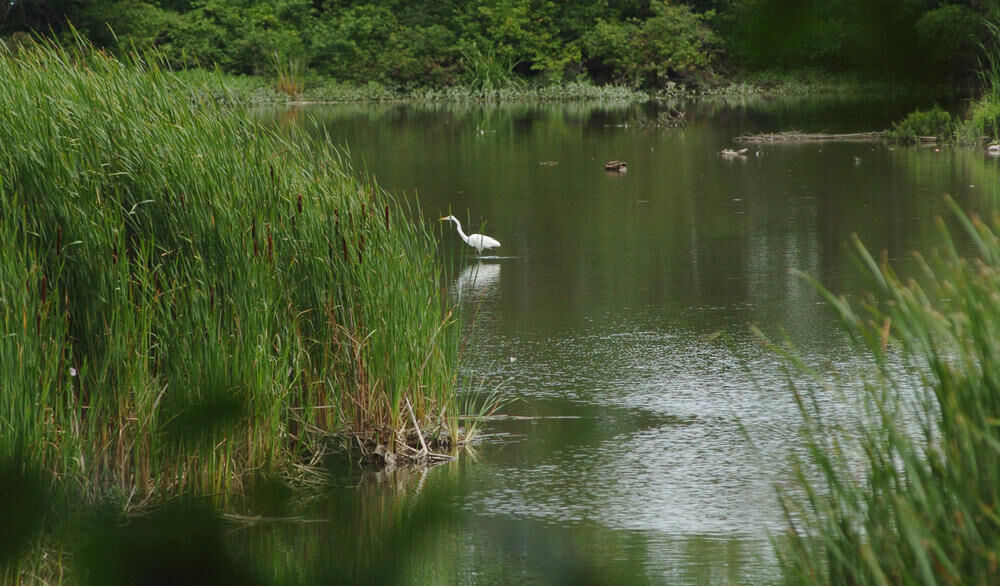 Rattray Marsh turns 50