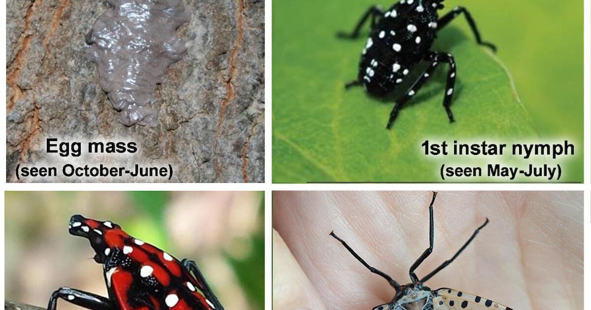 Spotted lanternflies confirmed in southeast Iowa