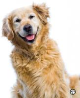 Making Life Better For Your Older Pets
