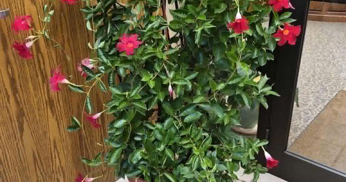 History and horticulture at the Warsaw Public Library