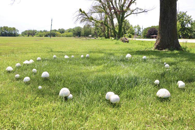 Fairy rings' pop up after derecho, Daily Gate City - Keokuk, Iowa