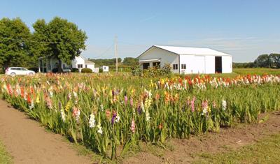 Flower fields add beauty to the Montrose landscape | Local |  mississippivalleypublishing.com