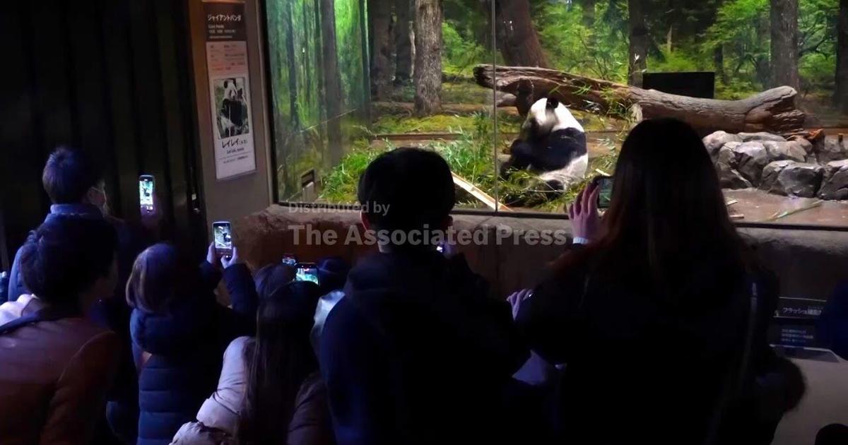 Devoted photographer laments return of last two pandas from Japan to ...