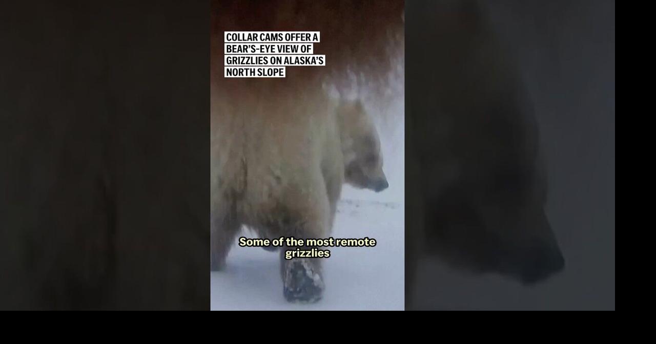 Collar cams offer a bear’s-eye view of grizzlies on Alaska’s North Slope