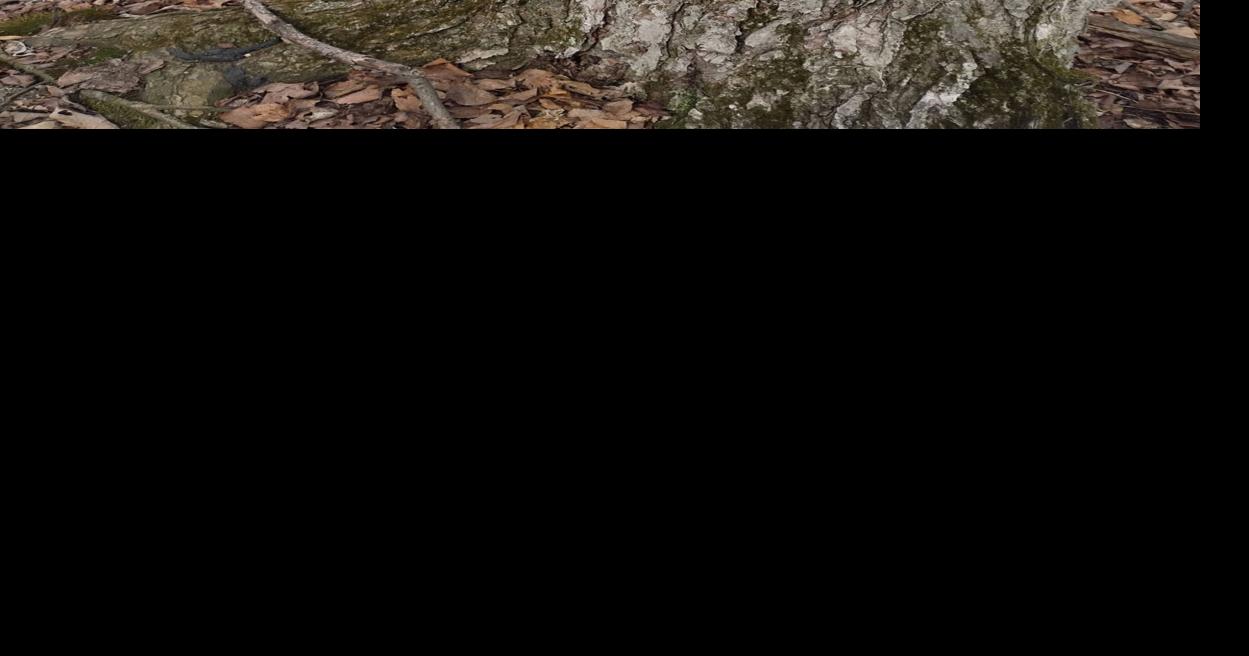 40 gallons of sap become one gallon of culinary delight