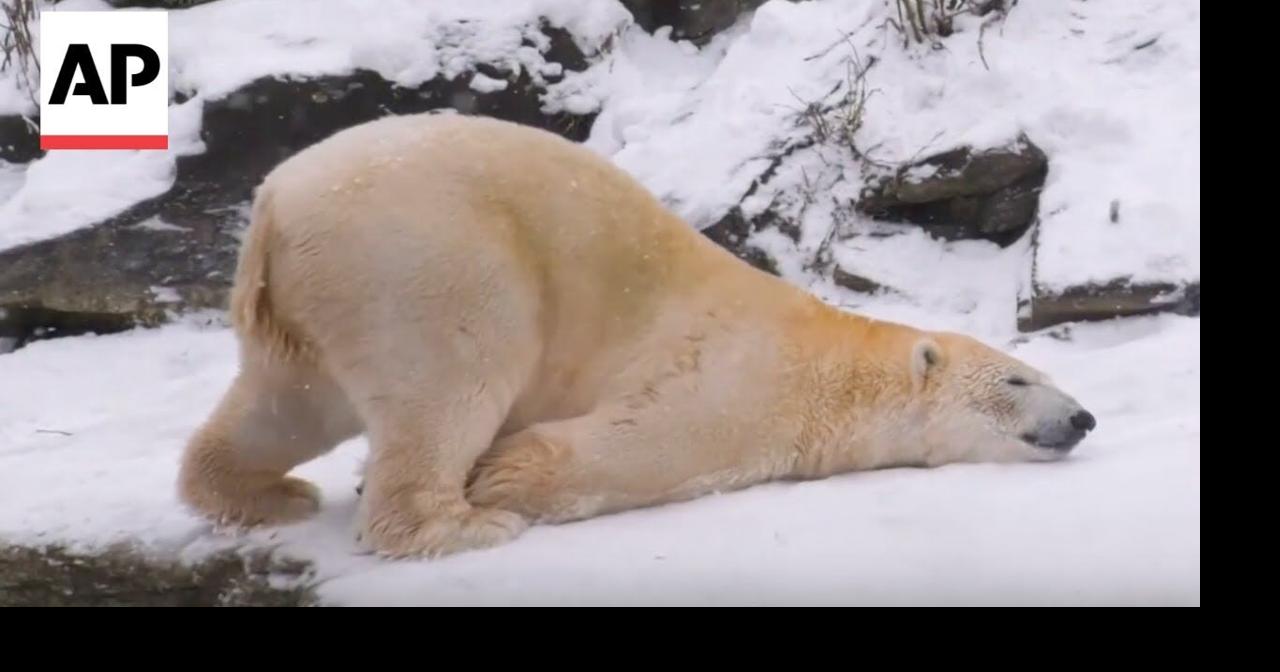 Animals at Germany and Hungary zoo roll around and enjoy the snow
