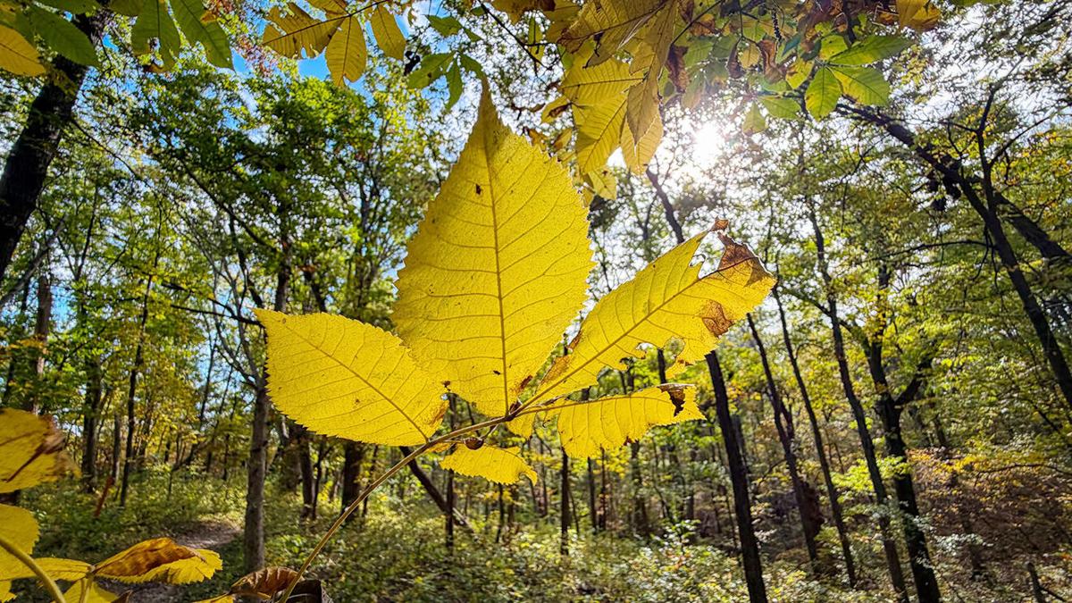 Fall colors expected to improve in southeast Iowa | The Hawk Eye ...