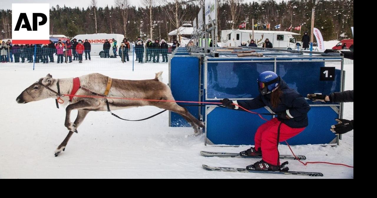 Reindeer racing thrills spectators in Finland's frigid north