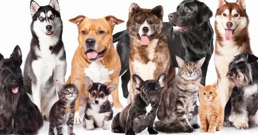 Animal shelter to become a reality in Henry County | Daily Gate City – Keokuk, Iowa