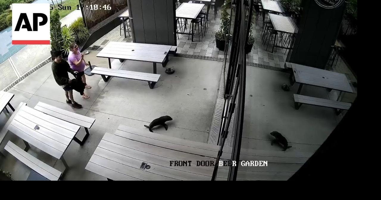 'Grab the salmon!': Baby seal walks into a bar in New Zealand