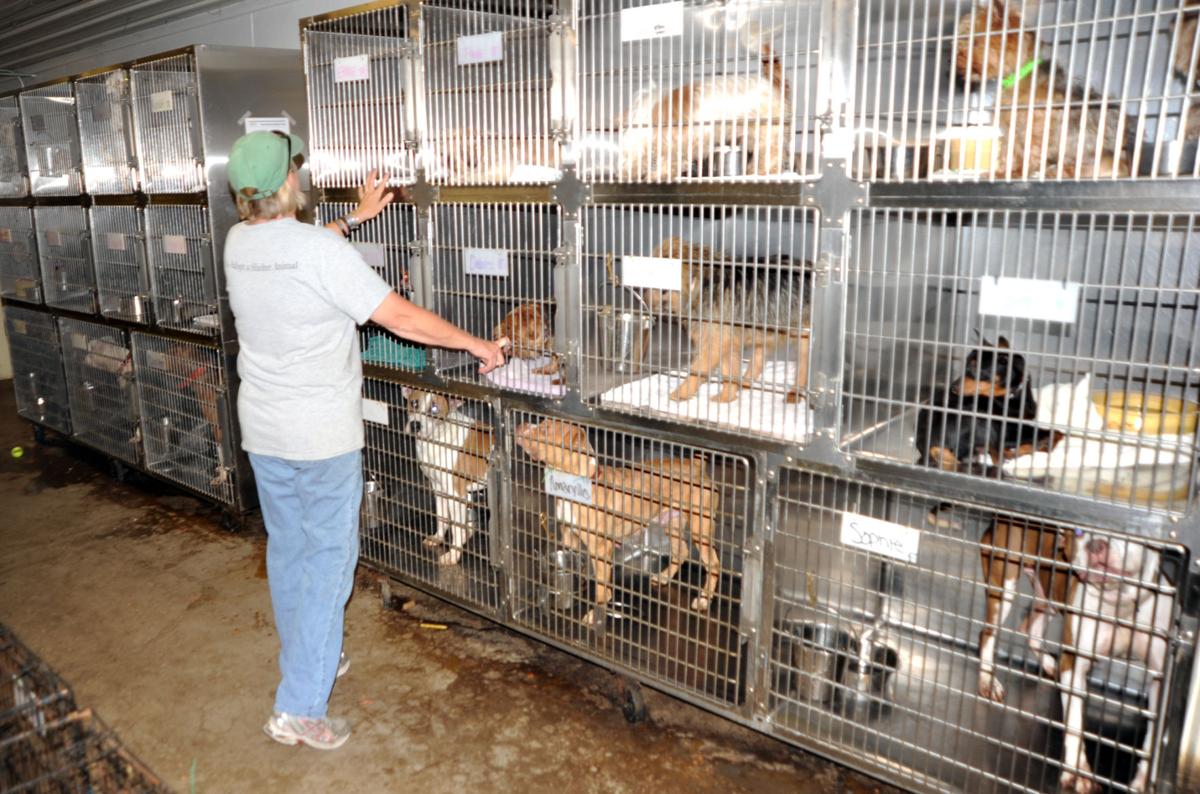 It S Raining Cats And Dogs At P A W Shelter News
