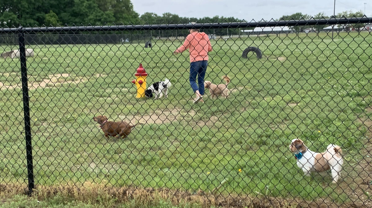 dog corrals