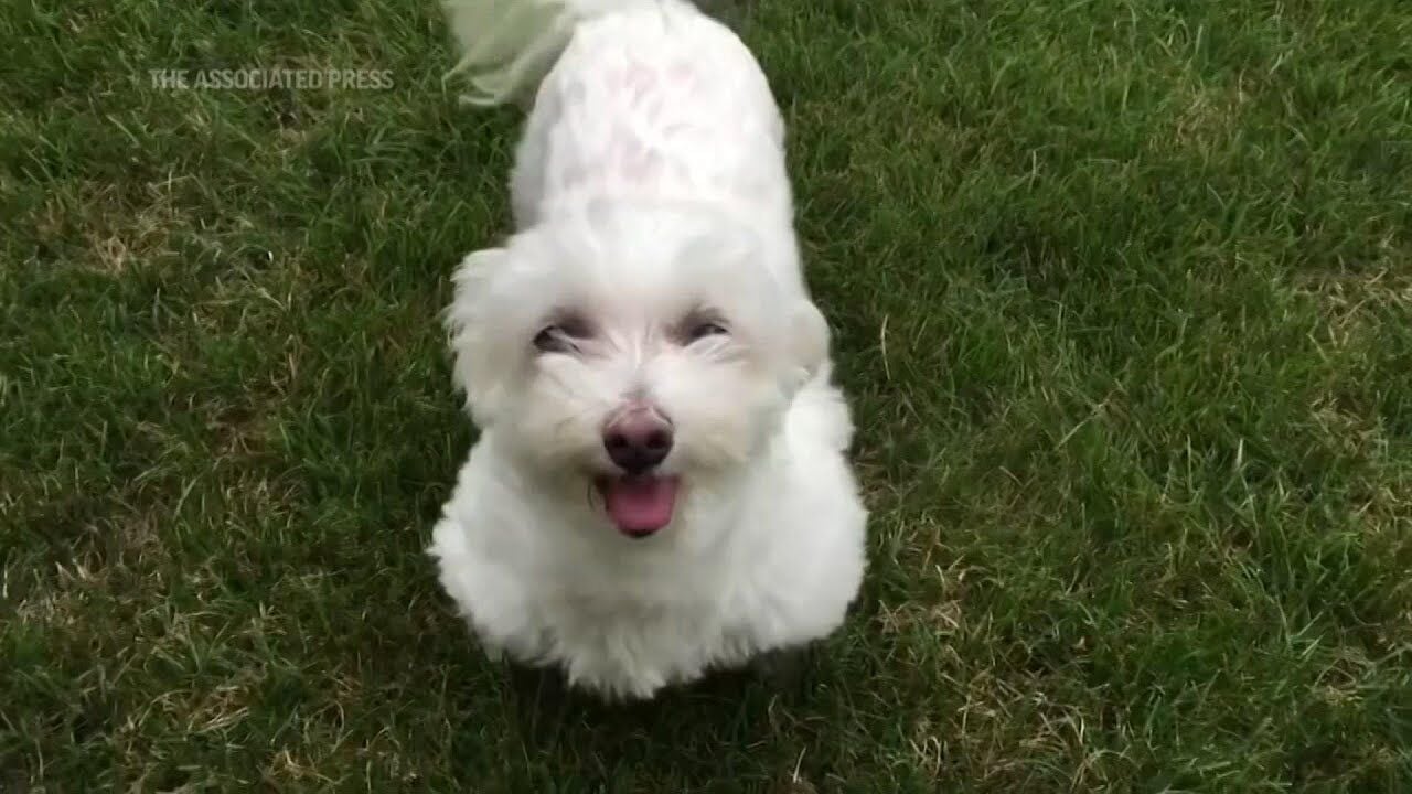 cutest maltese in the world