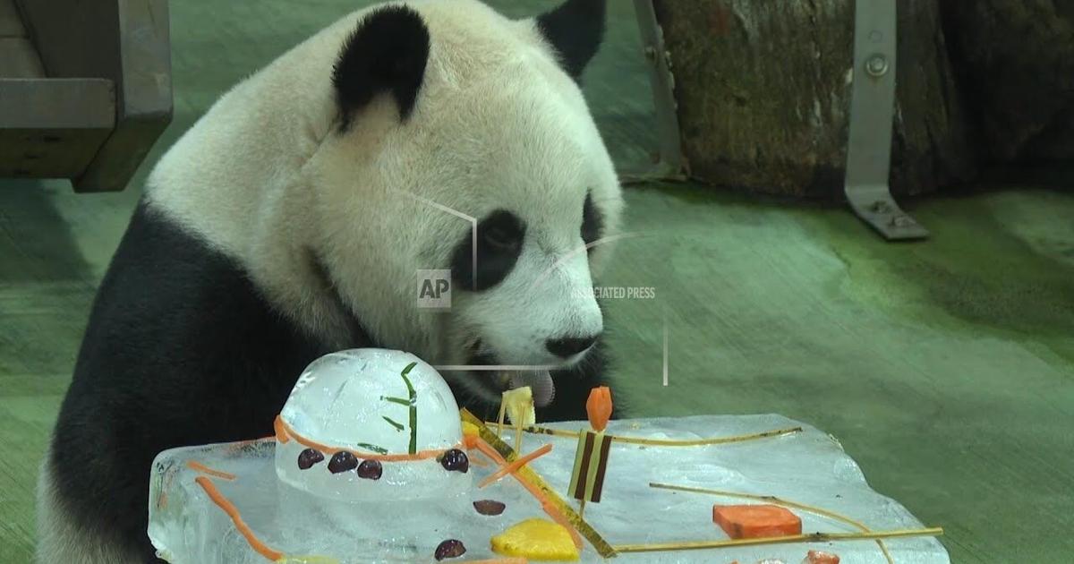 Taipei zoo's giant panda Yuanbao celebrates her 5th birthday with an ice cake