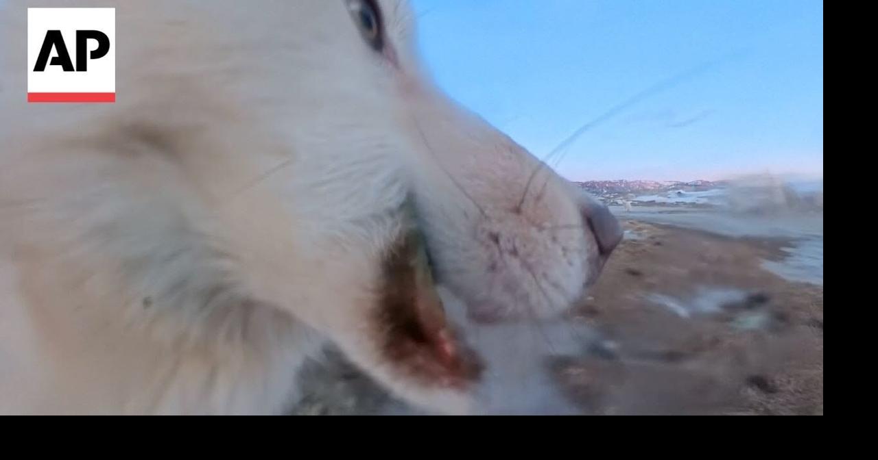 Watch the moment a Greenland sled dog steals AP camera