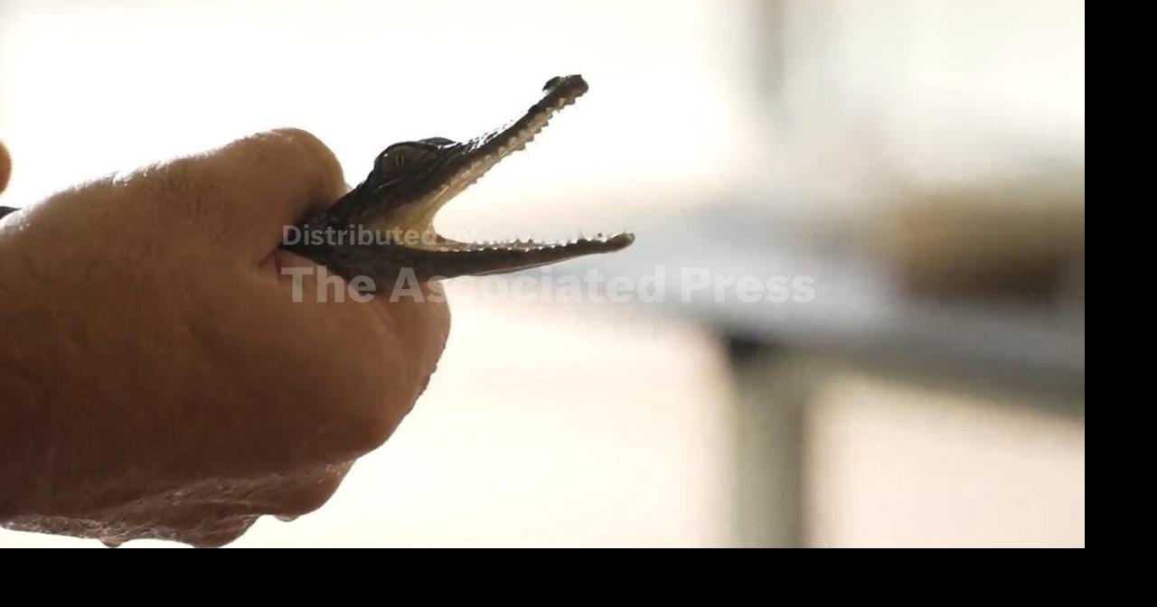 New law could help conserve popular pet crocodiles in Australia