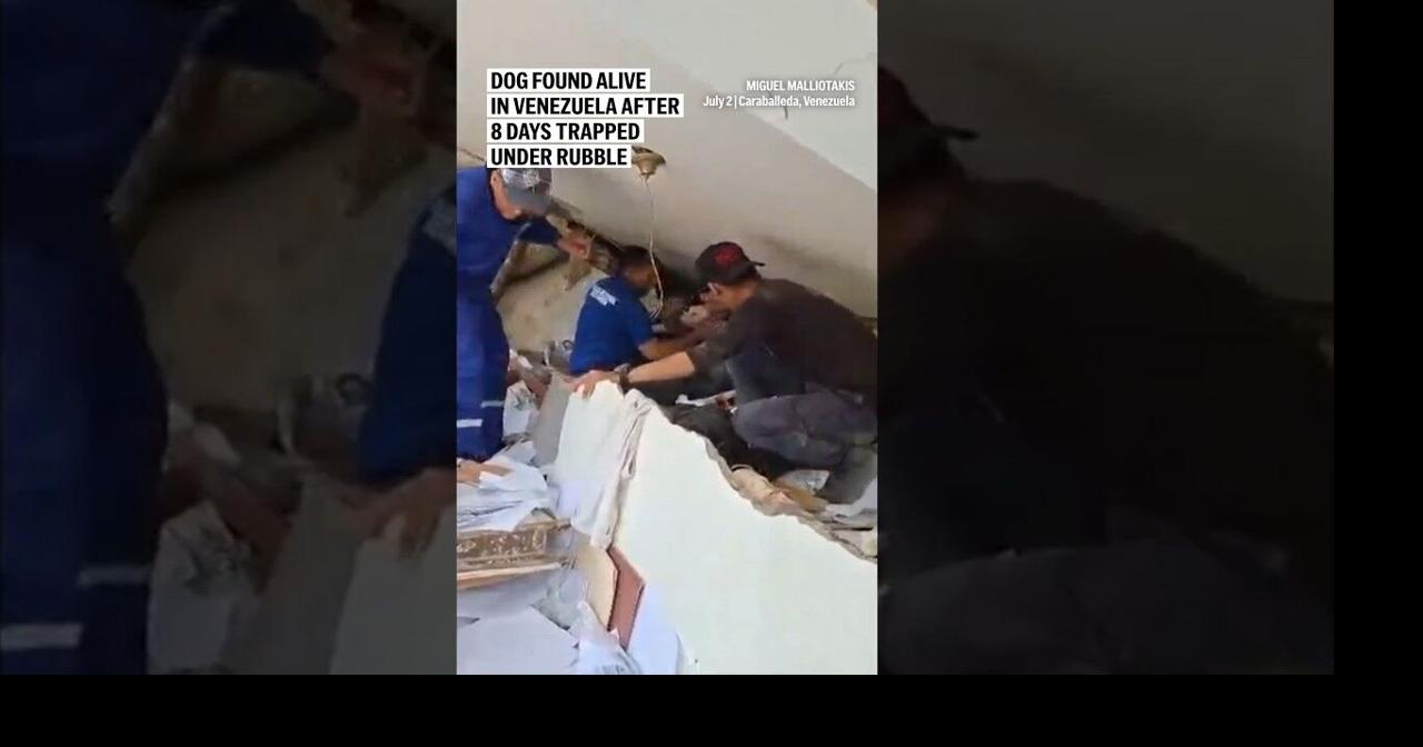Dog found alive in Venezuela after 8 days trapped under rubble