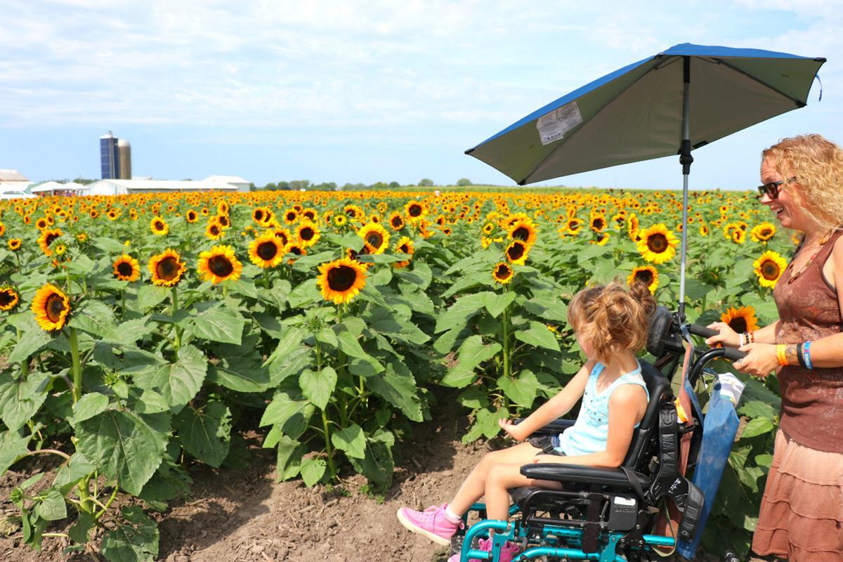 Sunflower Festival Underway Daily Gate City Mississippivalleypublishing Com