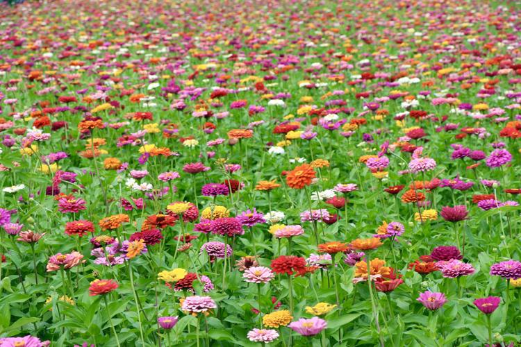 Zinnia Festival brings variety of colors Daily Gate City Keokuk