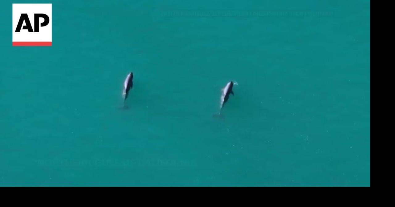 Scientists spot vaquita calves in Mexico, world’s rarest marine mammal