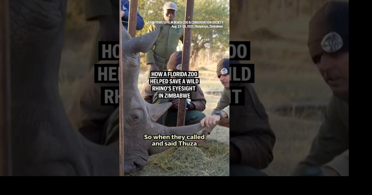 How a Florida zoo helped save a wild rhino’s eyesight in Zimbabwe