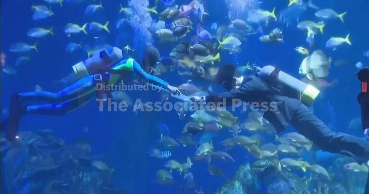 Staters Fresh Fish Fresh starters attend underwater welcoming ceremony in western Japan ...