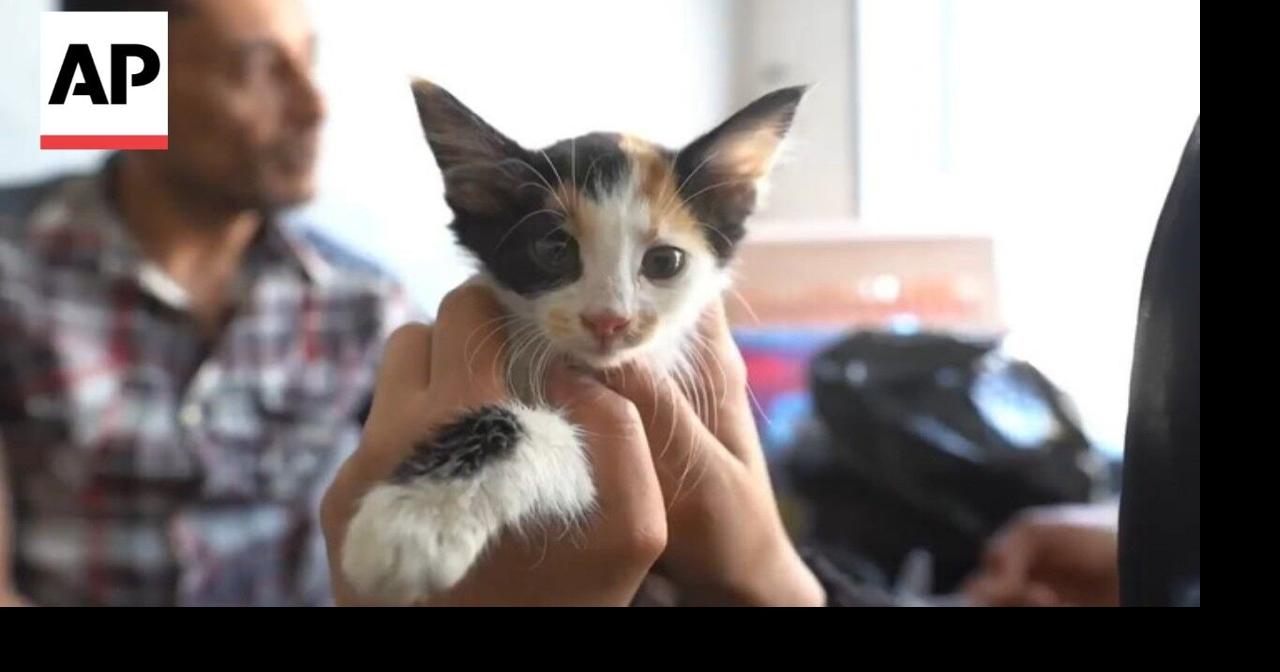 Gaza pet owners struggle to care for animals amid vet shortages