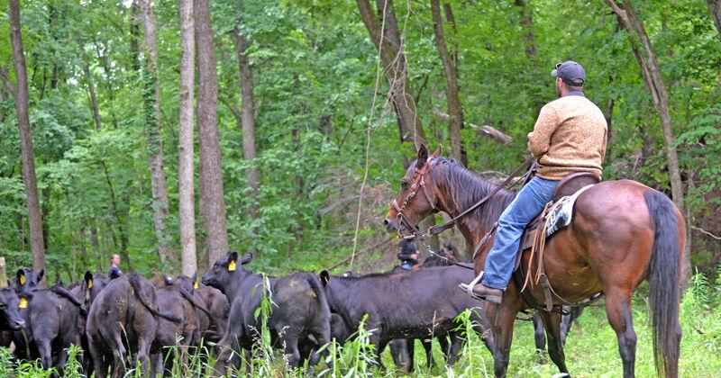 Pushing cows with “kill-pen” horses (copy)
