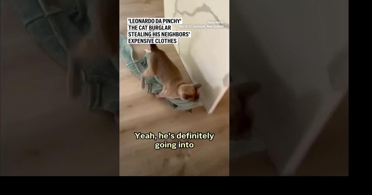 'Leonardo da Pinchy' the cat burglar stealing his neighbors’ expensive clothes