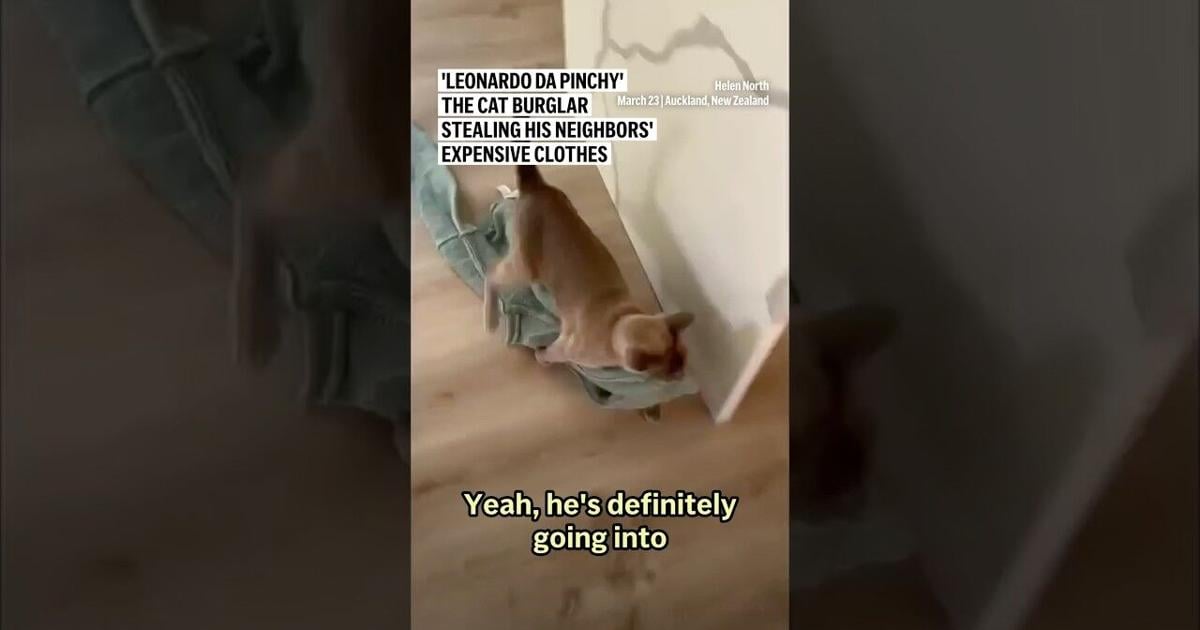 'Leonardo da Pinchy' the cat burglar stealing his neighbors’ expensive clothes