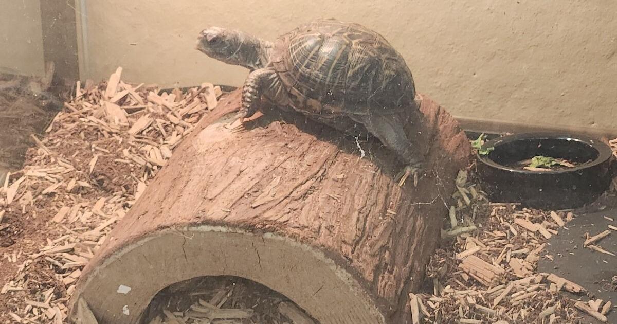Lee County Conservation rescues two box turtles