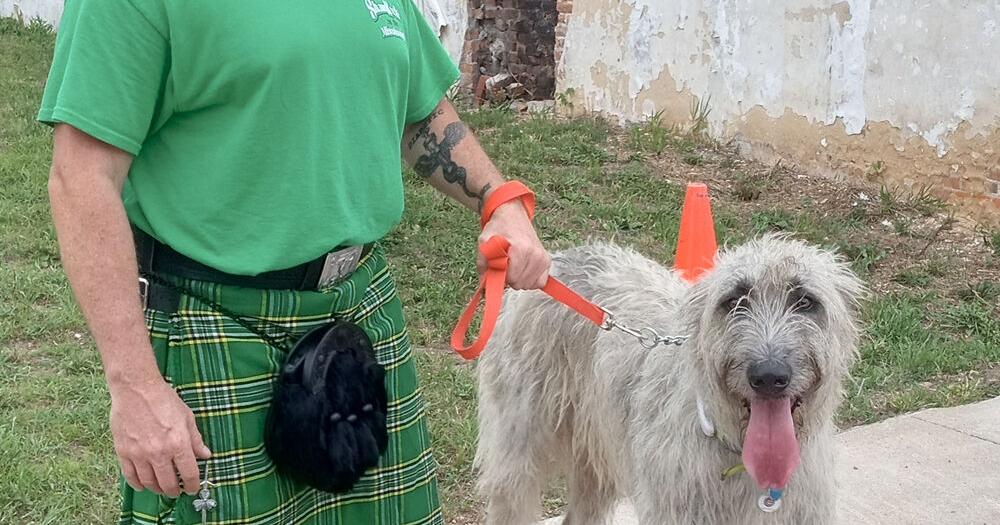 Dog-gone it! Humidity hounds pup parade - Vimarsana News