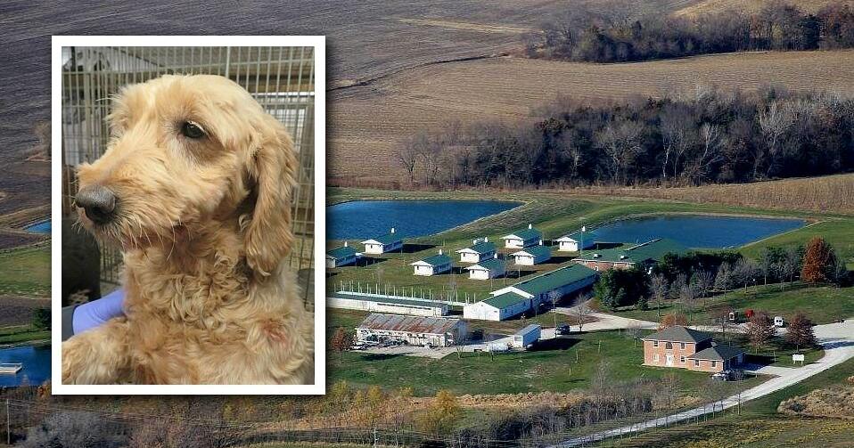Animal-welfare advocates say that while one of Iowa’s biggest puppy-mill operators is no longer licensed, he is still selling dogs and has ramped up the illegal practice of puppy laundering. The American Society for the Prevention of Cruelty to Animals…