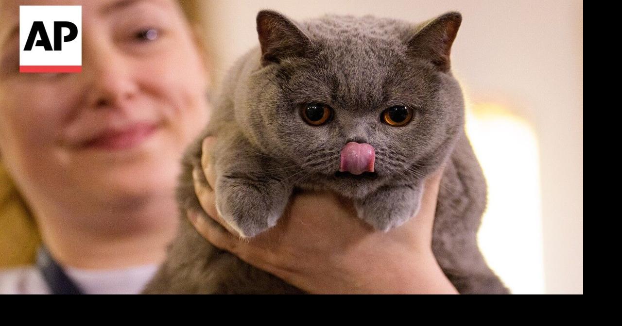 Romania hosts SofistiCat feline expo with over 200 cats competing