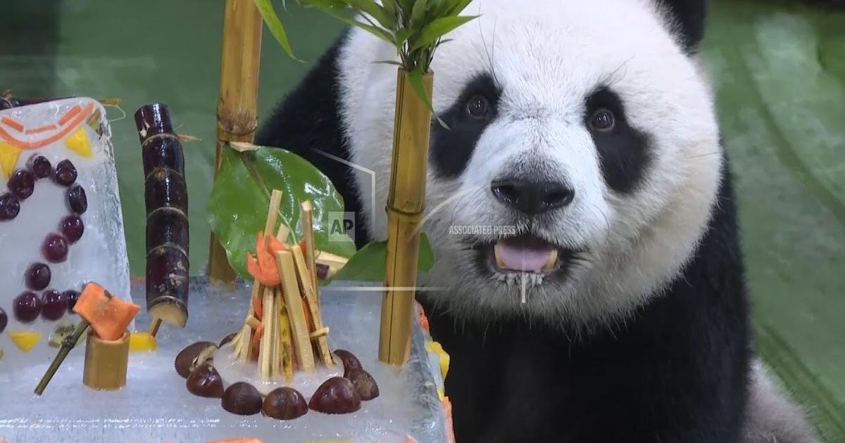 Yuanzai, first panda to be born in Taiwan, celebrates 12th birthday at Taipei Zoo