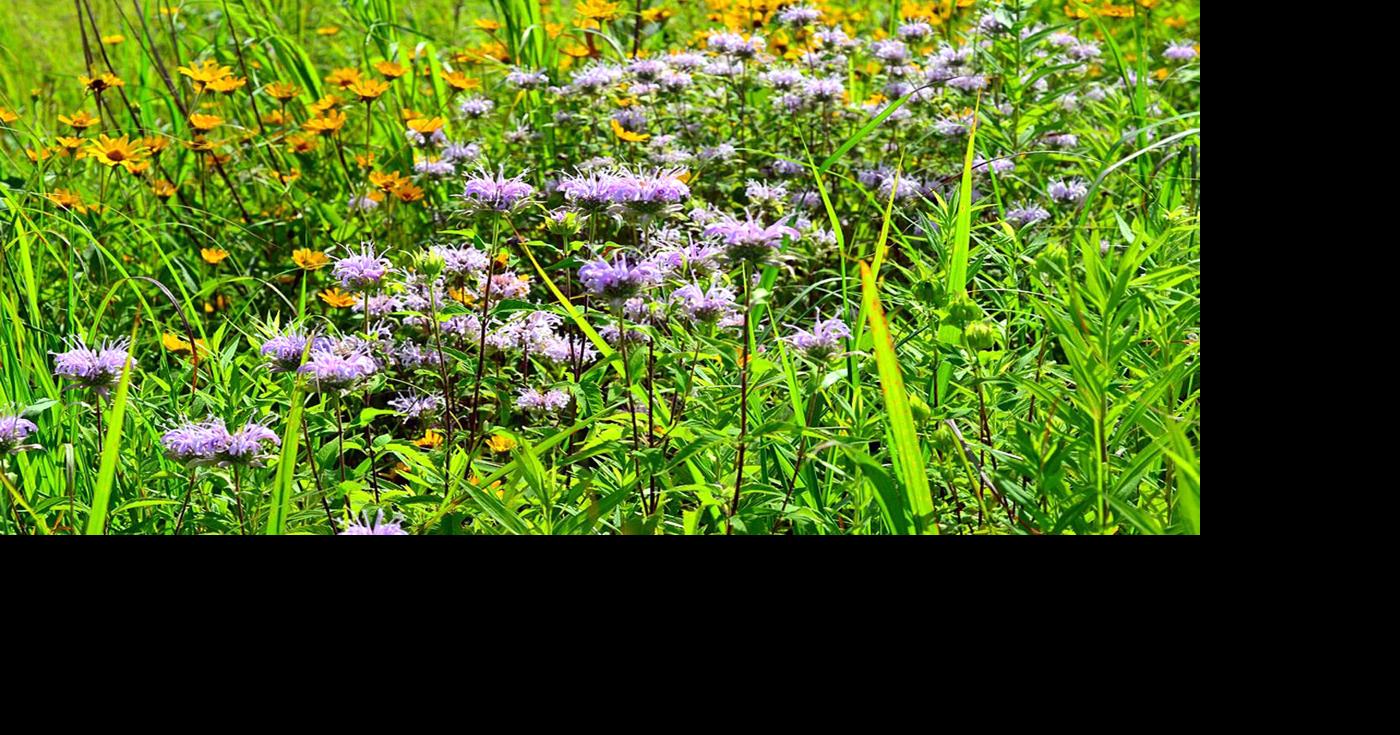 Family fun at Stony Hills Nature Preserve Saturday, Aug 15