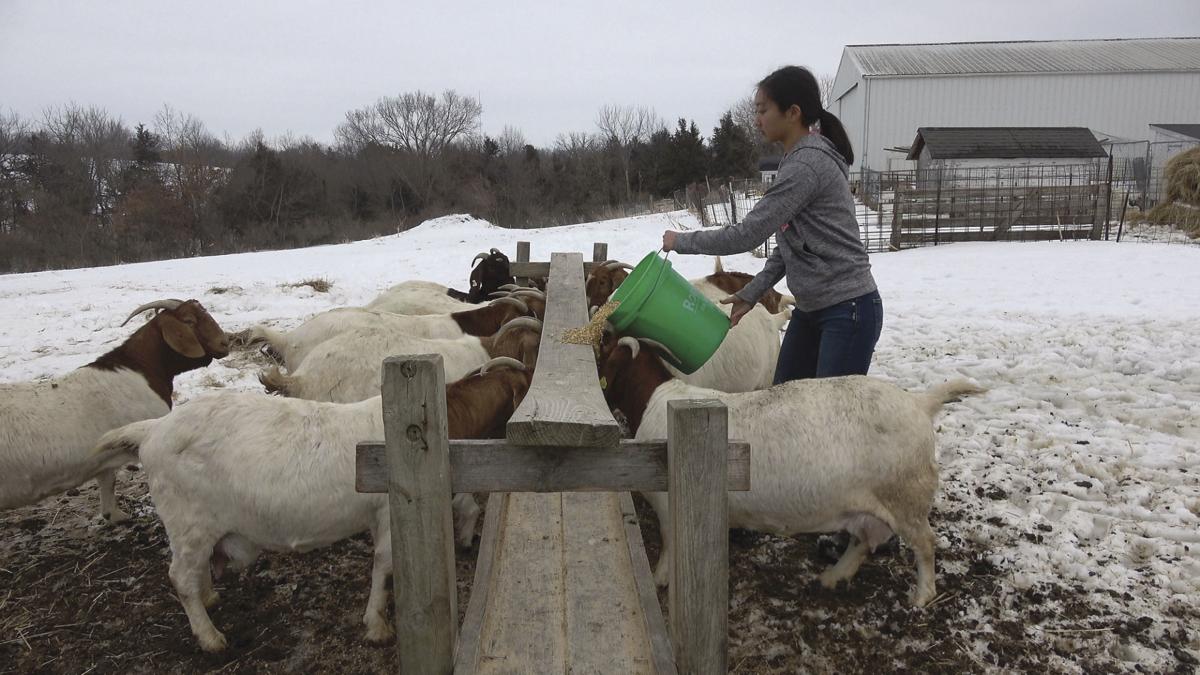 Van Buren Family Isn T Kidding When It Comes To Their Goats News