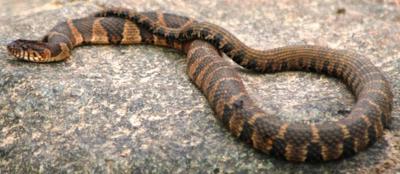 Mother Daughter Encounter Water Moccasin Look Alike Mississippivalleypublishing Com