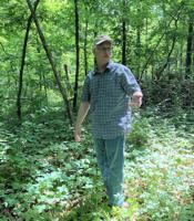 With hard work, Bybee tree farm takes root
