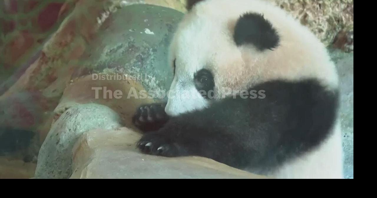 Indonesia's first giant panda cub Rio makes public debut at zoo in Cisarua