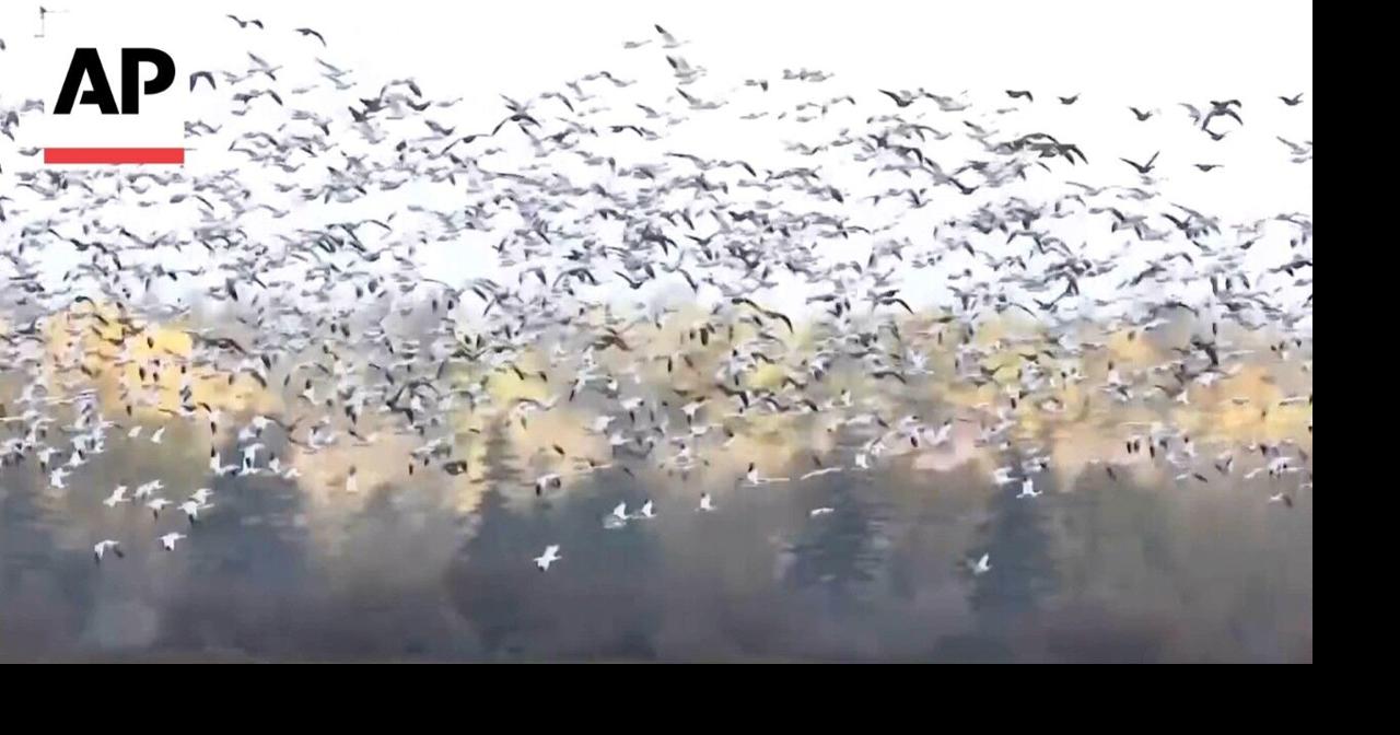 WATCH: Thousands of snow geese fly over Washington state ...