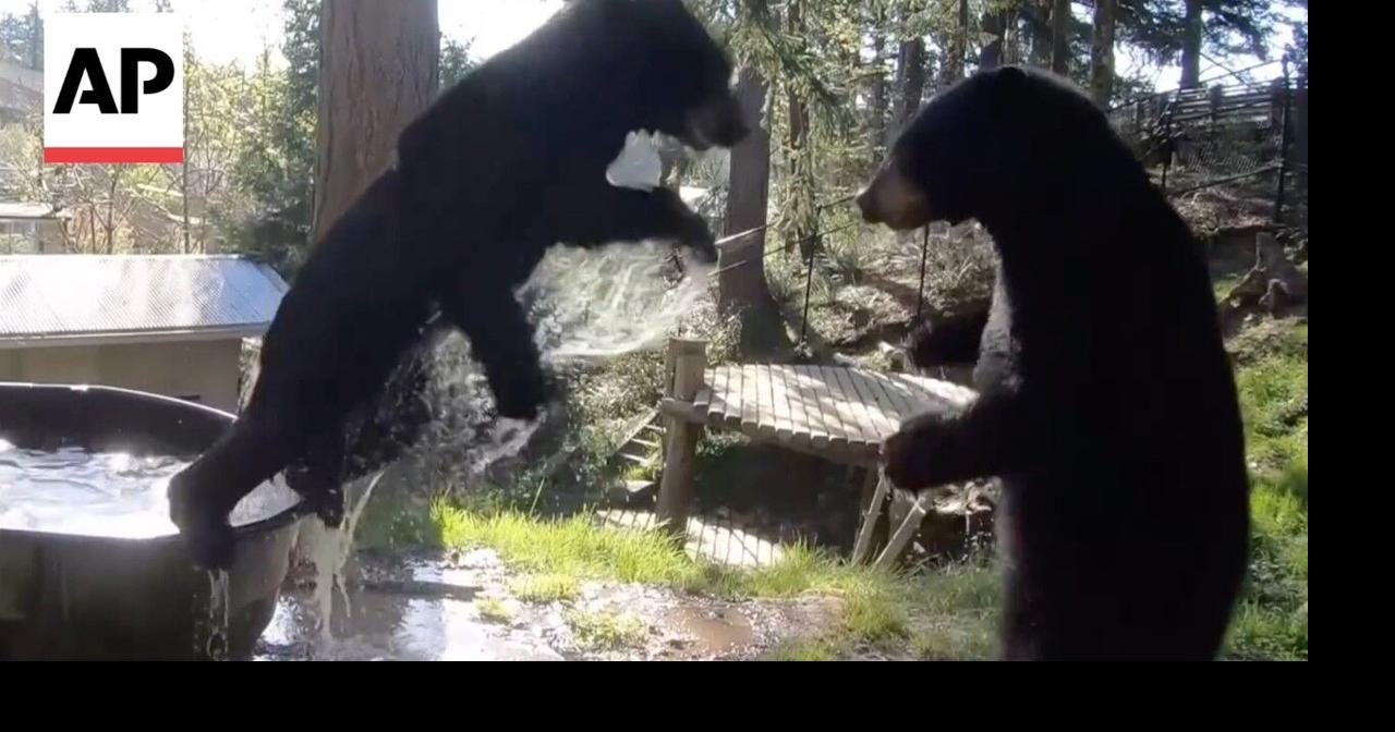 WATCH: Young black bears play in water at the Oregon Zoo
