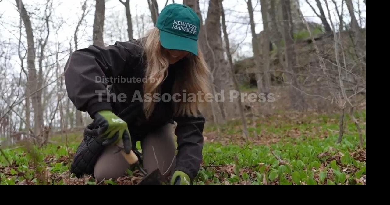 In Rhode Island, nonprofit works to increase tree equity
